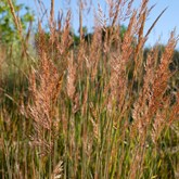 Indian Grass